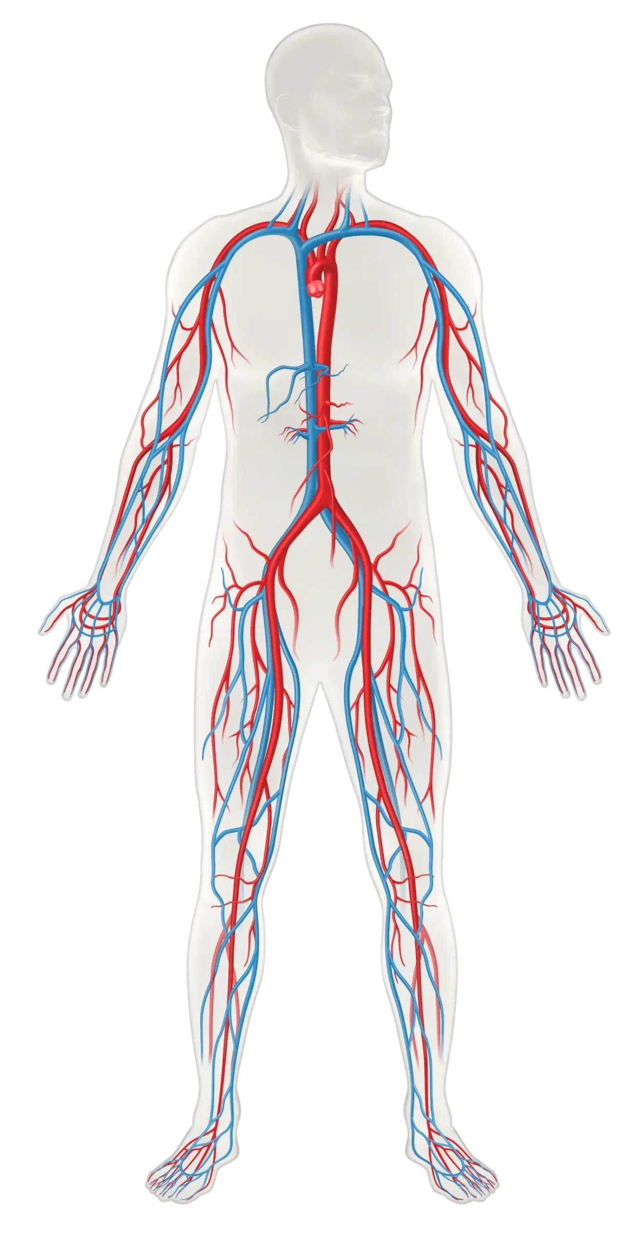 human body diagram